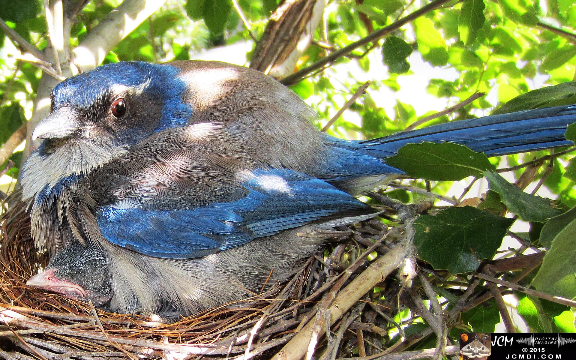 Scrub Jay Nest Documenatry with chicks